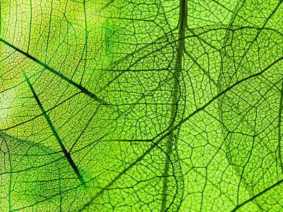 What is certified organic beauty?