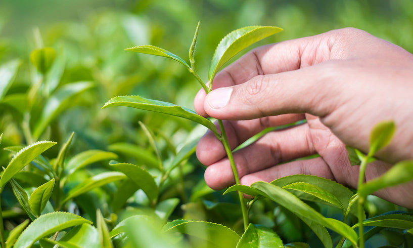 Can Green Tea really improve your skin? image