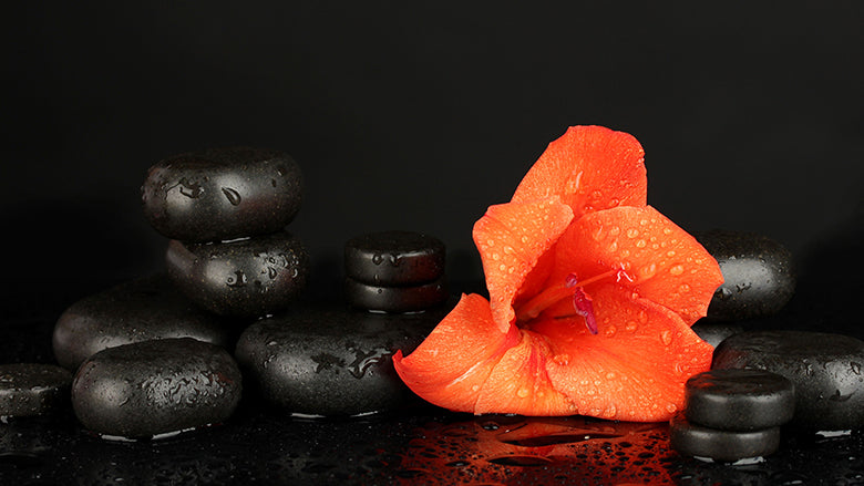 The anti-ageing plant: Hibiscus benefits for beautiful skin image