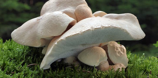 Northern Truffle: den super-beroligende svamp til hudpleje image