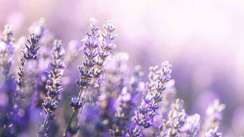 How to control oily skin and acne naturally image