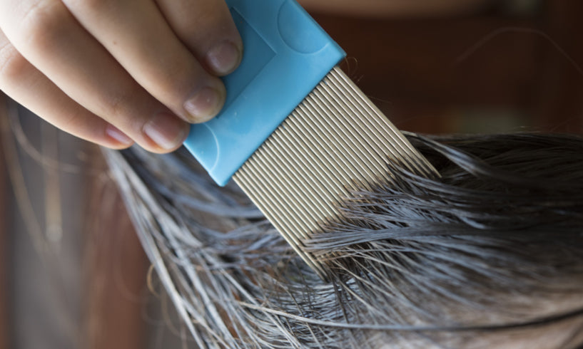 Wet combing to control head lice naturally image