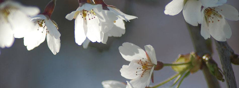 What is Cocamidopropyl betaine and is it safe? image