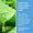 Aloe Vera-blad bredvid information om de lugnande ingredienserna i Green People Rosemary & Prebiotics Deodorant.