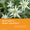 Närbild på flera grönvita edelweissblommor med gröna blad, med text på en orange bakgrund.