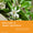 Vita citrusblommor med gröna blad som representerar naturliga ingredienser i Age Defy+ Collagen Boost Vitamin C Serum.