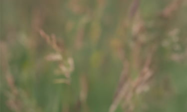Hypoallergenic moisturisers for sensitive skin image