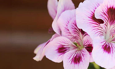 Non-comedogenic body lotion image