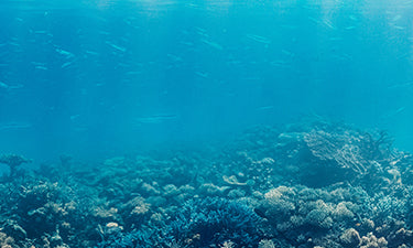 Oxybenzone, Avobenzone & Octinoxate-free sunscreen image