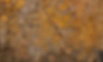 Paraben-free shower gel image