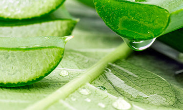 Natural sun creams for skin prone to eczema image